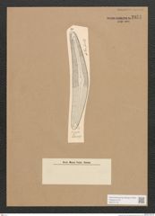 Diatomeae indet. Zeichnungen Sammlung Grunow Nr. 2851 (NHMW-BOT-W0370176)